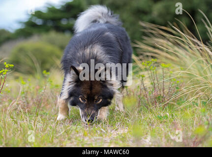 Finnish Lapphund cane annusando il terreno Foto Stock