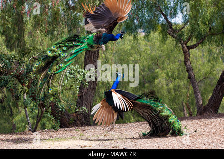 Incredibile display antenna di due potenti concorrenti, pavoni per il predominio e colorati di piume, ambiente naturale Foto Stock