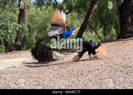 Incredibile display antenna di due potenti concorrenti, pavoni per il predominio e colorati di piume, ambiente naturale Foto Stock