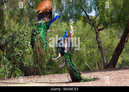 Incredibile display antenna di due potenti concorrenti, pavoni per il predominio e colorati di piume, ambiente naturale Foto Stock