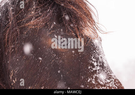 Primo piano di una baia scuro Arabian Horse di forti nevicate Foto Stock