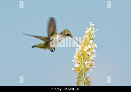 Ruby-throated Hummingbird alimentazione su fiori bianchi di un Buddleia, contro il blu limpido cielo estivo Foto Stock