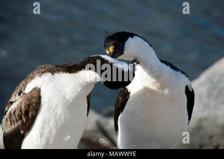 Isola Paulet Antartide, coppia di imperial shag nel rituale del corteggiamento Foto Stock