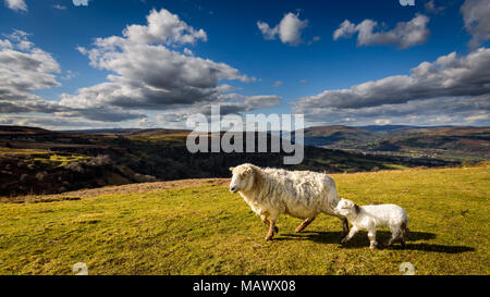 Pecore e agnelli vicino fino alla campagna gallese in Brecon Beacons, Galles Foto Stock