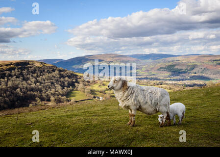 Pecore e agnelli vicino fino alla campagna gallese in Brecon Beacons, Galles Foto Stock