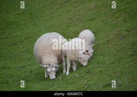 Madre con bambino Agnelli Foto Stock