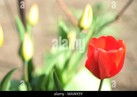 Unico di rosso e di giallo tulip bud close-up sullo sfondo di un giardino. Bokeh, profondità di campo. Foto Stock