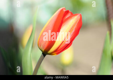 Singolo di colore rosso ed il colore giallo-abbaiato tulip bud close-up sullo sfondo di un giardino. Bokeh, profondità di campo. Foto Stock