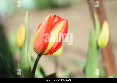 Unico di rosso e di giallo tulip bud close-up sullo sfondo di un giardino. Bokeh, profondità di campo. Foto Stock