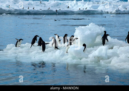 Isola Paulet Antartide, vista dalla spiaggia un gruppo di pinguini adelie sul ghiaccio galleggiante Foto Stock