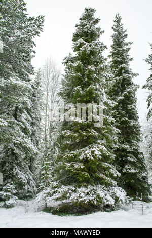 Bella Tall verde di pini coperti di neve in una foresta durante l'inverno, albero di Natale paesaggio, vacanze stagioni e saluto, Lapponia, Finlandia Foto Stock