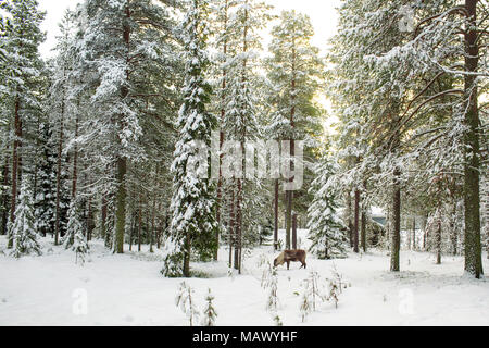 Bella vista panoramica dei boschi innevati con pini e una renna durante il periodo invernale in Lapponia Finlandia, della stagione di Natale Messaggio di saluto Foto Stock