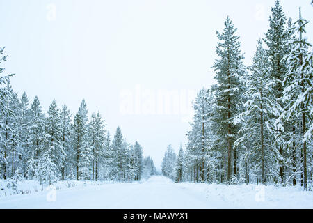Il percorso su strada e pini coperti di neve sul lato in Lapponia, Finlandia, Nord Europa, bella nevoso inverno foresta sullo sfondo del paesaggio Foto Stock