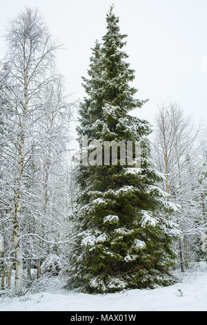 Un alto e verde di pini coperti di neve in inverno, albero di Natale paesaggio, vacanze stagioni e saluto, Lapponia Finlandia, colpo verticale Foto Stock