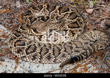 Eastern Diamondback Rattlesnake (Crotalus adamanteus) Foto Stock