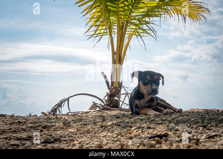 Cane in vacanza estiva in spiaggia sotto una palma. Poco carino cucciolo nero appoggiato su un isola esotica. bella, dolce, bella, bella, buona Foto Stock