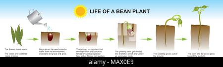 La germinazione del seme è un processo mediante il quale un seme embrione si sviluppa in una piantina. Esso comporta la riattivazione delle vie metaboliche che portano a gro Illustrazione Vettoriale