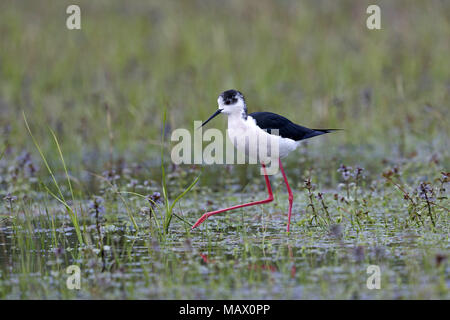 Black-winged Stilt, himantopus, alimentando in marsh Foto Stock