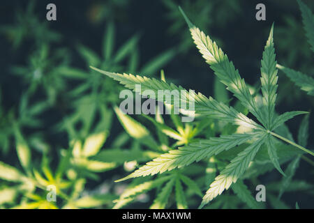 La marijuana (cannabis) sfondo verde Foto Stock