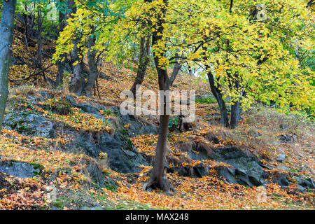 In autunno è venuto a Stoccolma. Gli alberi sono cambiato colori e perdita di giallo e arancione lascia sulla collina rocciosa. Utile come una immagine di sfondo. Foto Stock