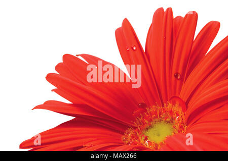 Red gerber daisy, wet gocce di pioggia, isolato copia orizzontale spazio, .macro closeup Foto Stock