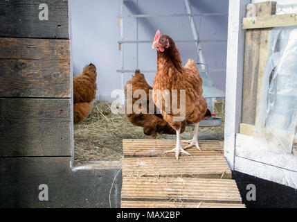 GLASGOW, SCOZIA - Agosto 16 2013: Un ISA Brown galline a piedi di gallina casa mentre due galline rimanere in background. Foto Stock