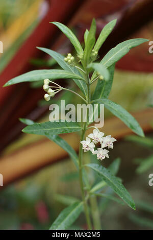 Fiori di Gomphocarpus physocarpus Foto Stock