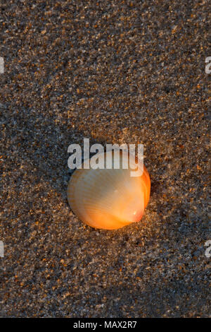 Shell sulla spiaggia, Pepe Park Beachside, Fort Pierce, Florida Foto Stock