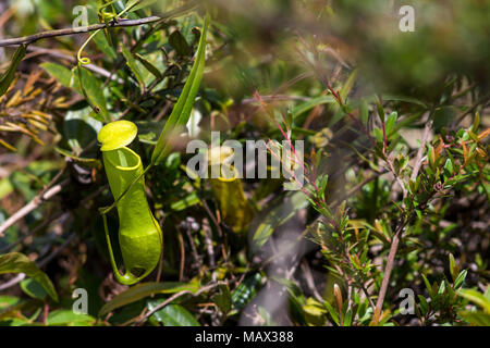 Chiusura del lanciatore piante (Nepenthaceae) cresce allo stato selvatico di una posizione tropicale circondato da altre piante sull isola di Sumatra, Indonesia. Foto Stock