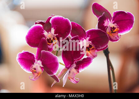 Spike di colorati aromatici rosa Phalaenopsis orchidee in una vista ravvicinata concettuale del lusso, benessere, spa, zen e fiorai Foto Stock