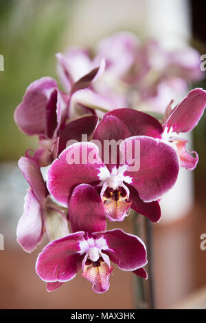 Bella deep pink spray di profumati Phalaenopsis orchidee in una vista ravvicinata concettuale del fiorai, aromaterapia, spa e zen con spazio di copia Foto Stock