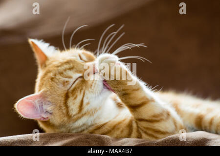 Lo zenzero cat lavando Foto Stock