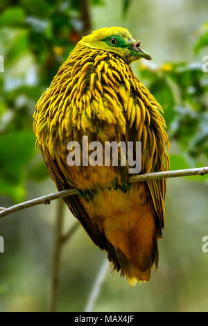 Colomba d'oro (Ptilinopus luteovirens) seduto su un albero, isola di Viti Levu, Fiji. Frutto d'oro colomba è endemica di foreste di Viti Levu e altri Fijian Foto Stock