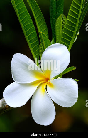 White plumeria fiore su una struttura ad albero Foto Stock