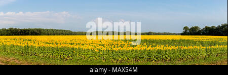 Girasole 63801-06903 campo Parr Sam Parco Nazionale Jasper County, IL Foto Stock