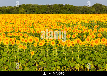 Girasole 63801-07420 campo Parr Sam Parco Nazionale Jasper County, IL Foto Stock
