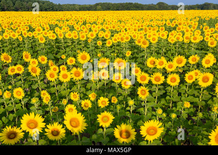 Girasole 63801-07509 campo Parr Sam Parco Nazionale Jasper County, IL Foto Stock