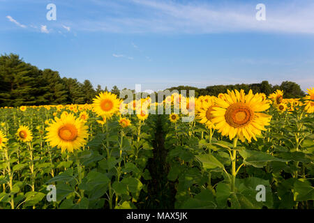 Girasole 63801-07512 campo Parr Sam Parco Nazionale Jasper County, IL Foto Stock