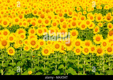Girasole 63801-07610 campo Parr Sam Parco Nazionale Jasper County, IL Foto Stock