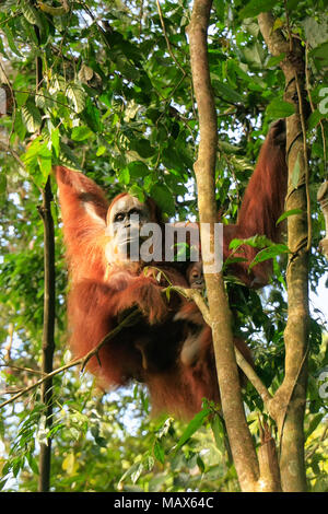 Femmina orangutan di Sumatra con un bambino seduto su un albero in Gunung Leuser National Park, Sumatra, Indonesia. Orangutan di Sumatra è endemica del nord Foto Stock