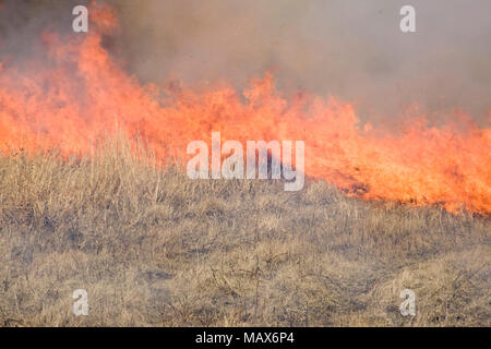 63863-02506 Prairie fire durante la combustione controllata, prateria Ridge Stato Area Naturale, Marion Co. IL Foto Stock