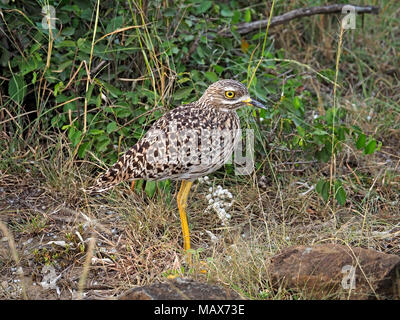 Avvistato thick-ginocchio (Burhinus capensis) stock permanente-ancora nel crepuscolo per evitare il rilevamento nel Maasai Mara Conservancies, Kenya, Africa Foto Stock