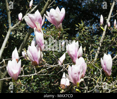 Fiori dei primi ornamentali a fioritura primaverile di latifoglie, magnolia Magnolia soulangea x all'inizio di aprile. I fiori compaiono prima delle foglie Foto Stock