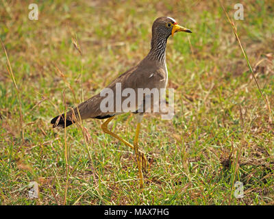 Wattled africana pavoncella (Vanellus senegallus), Aka Senegal wattled plover in piedi su una gamba nella prateria di Maasai Mara Conservancies, Kenya, Africa Foto Stock