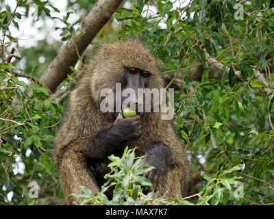 Pensieroso babbuino Oliva (papio anubis), Aka Anubis alimentazione di babbuino su wild fig nei rami di un albero in Masai Mara Conservancies, Kenya, Africa Foto Stock
