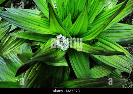 Fiori Selvatici in foresta in piena fioritura in primavera in una radura della foresta illuminata con bellissime tonalità di colore macro con una messa a fuoco morbida. Foto Stock