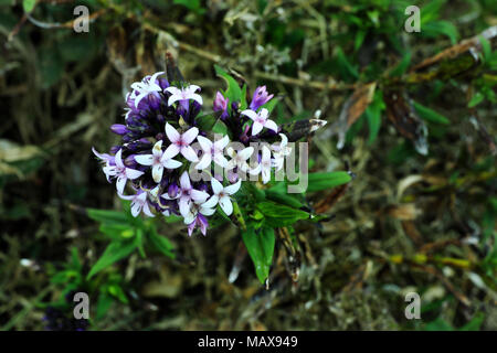 Fiori Selvatici in foresta in piena fioritura in primavera in una radura della foresta illuminata con bellissime tonalità di colore macro con una messa a fuoco morbida. Foto Stock