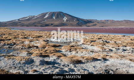 Il lago rosso, o Laguna Colorada, sull'Altiplano vicino a Uyuni all'interno di Eduardo Avaroa riserva nazionale in Bolivia a 4300 m sopra il livello del mare. Foto Stock