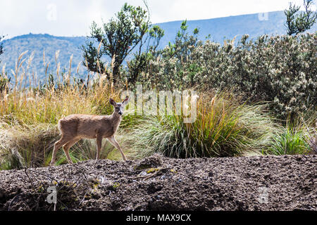 White-tailed deer sorpreso la strada accanto ai cespugli di macchia nel Parco Nazionale Cotopaxi Foto Stock