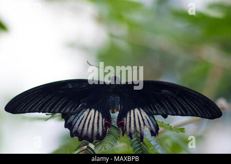 Grande Giallo farfalla Mormone Foto Stock